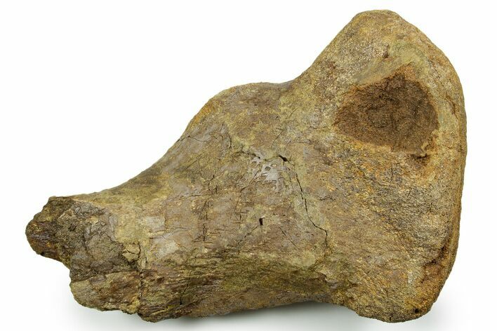 Triceratops Metatarsal Bone Section - Wyoming #371521